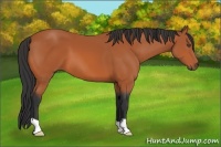 Horse Color:Bay 