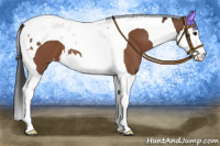 Horse Color:Bay Splash Tobiano Appaloosa 