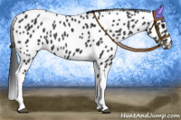 Horse Color:Black Tobiano Appaloosa 