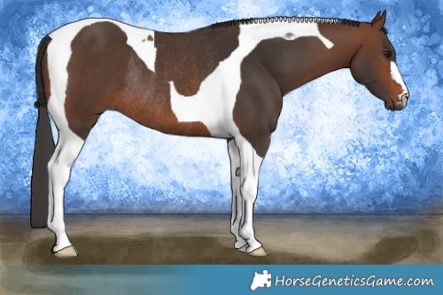 Horse Color:Brown Tobiano Rabicano 