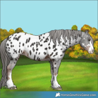 Horse Color:Liver Chestnut Appaloosa 