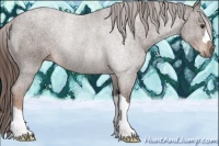 Horse Color:Liver Chestnut Rabicano