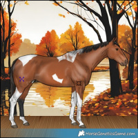 Horse Color:Bay Tobiano 