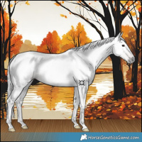 Horse Color:Gray Brown Tobiano 