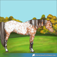 Horse Color:Bay Appaloosa
