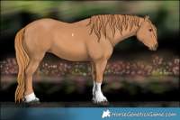 Horse Color:Chestnut Tobiano