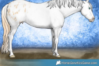 Horse Color:Smoky Black Pearl Frame Appaloosa 