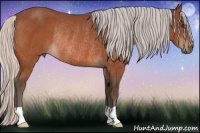 Horse Color:Silver Brown Rabicano 