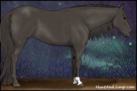 Horse Color:Smoky Black 