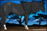 Horse Color:Black 