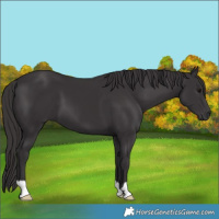 Horse Color:Smoky Black 