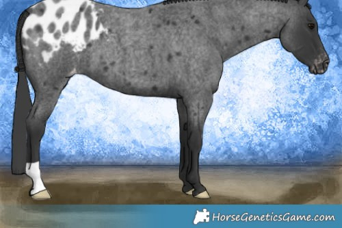 Horse Color:Blue Roan Appaloosa 