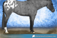 Horse Color:Blue Roan Appaloosa 
