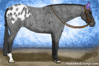 Horse Color:Blue Roan Appaloosa 