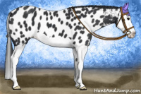 Horse Color:Black Splash Near Leopard 