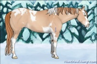 Horse Color:Gold Champagne Splash Tobiano Appaloosa 