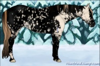 Horse Color:Void Gold Champagne Dun Splash Tobiano Appaloosa Rabicano 