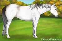 Horse Color:Gray White Spotted Bay Dun 