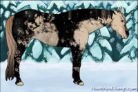 Horse Color:Void Red Dun Tobiano Appaloosa Rabicano 