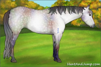 Horse Color:Gray Nacre Grullo Rabicano 