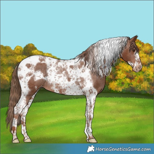 Horse Color:Chestnut Tobiano Frame Appaloosa Rabicano 