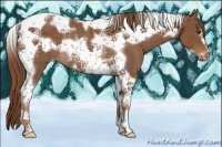 Horse Color:Chestnut Tobiano Frame Appaloosa Rabicano 