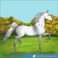 Horse Color:Gray Void White Spotted Classic Champagne Splash Tobiano Varnish Rabicano