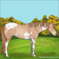 Horse Color:Gold Champagne Tobiano Appaloosa Rabicano 