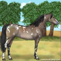 Horse Color:White Spotted Brown Dun Mushroom Sabino Rabicano 