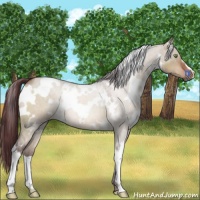 Horse Color:White Spotted Chocolate Brown Dun 