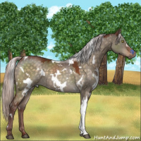 Horse Color:White Spotted Chocolate Silver Brown Dun 