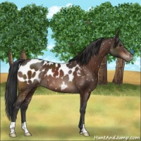 Horse Color:Brown Appaloosa 