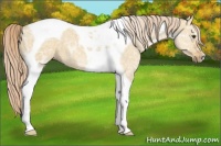 Horse Color:Palomino Ice Dun Tobiano 