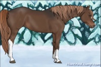 Horse Color:Liver Chestnut 