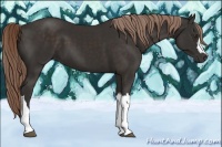 Horse Color:Liver Chestnut