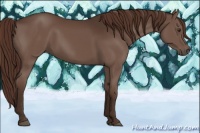 Horse Color:Liver Chestnut Rabicano