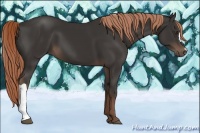 Horse Color:Liver Chestnut 
