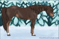 Horse Color:Liver Chestnut 