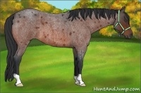 Horse Color:Bay Roan 