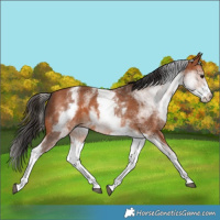 Horse Color:White Spotted Bay 