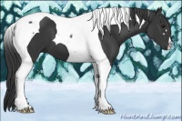 Horse Color:Black Tobiano 