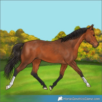 Horse Color:Bay 