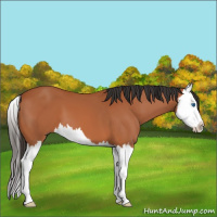 Horse Color:Bay Splash 