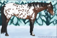 Horse Color:Brown Appaloosa 