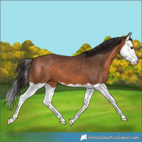 Horse Color:Bay Splash 