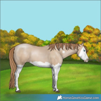 Horse Color:Grullo Pearl Splash Frame 