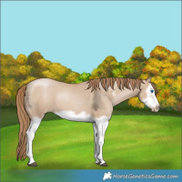 Horse Color:Grullo Pearl Splash Frame 