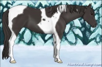 Horse Color:Smoky Black Tobiano 