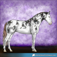 Horse Color:White Spotted Midnight Liver Chestnut Ice Sabino Splash Appaloosa Rabicano