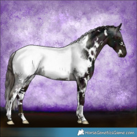 Horse Color:White Spotted Midnight Liver Chestnut Appaloosa